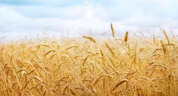 江苏红三方化肥有限公司